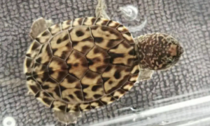 墨西哥蛋龟可以冬眠吗