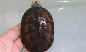 蝎泽龟能长多大