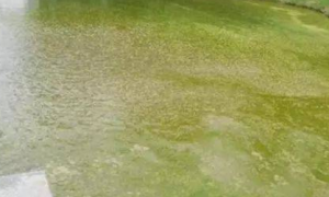 鱼塘水面有一层绿藻怎样处理