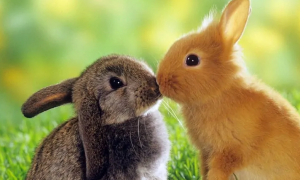 小兔子能吃蔬菜名单