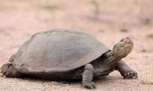 东非侧颈龟是深水龟吗