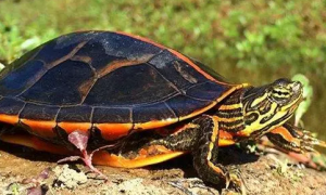 南锦龟可以深水养吗