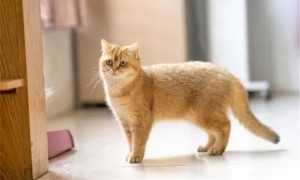 金丝猫是中华田园猫吗