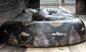 在中国养蟒蛇犯法吗