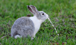 兔子需要喝水吗