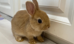双血统侏儒兔一般多少钱