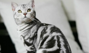 有条纹的猫是什么品种