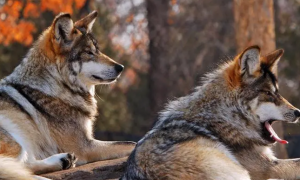 狼和狗是同一物种吗