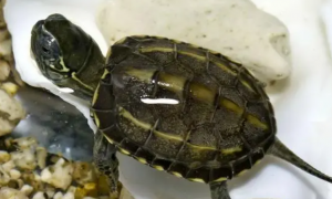 草龟是深水龟还是浅水龟