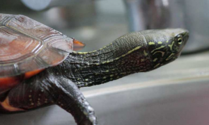 日杂龟长大是什么样的