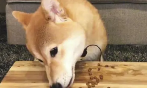 柴犬如何搭配狗粮吃