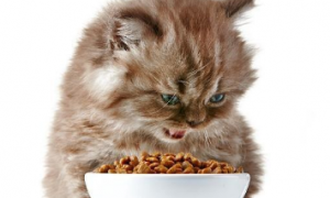 宠之鲜猫粮是毒猫粮吗