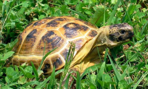 旱龟是国家保护动物吗