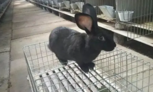 怎么养兔子是最佳方法视频