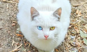 正宗异瞳白猫麒麟尾猫图片