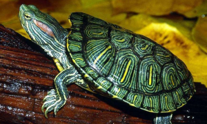 巴西龟吃金鱼会死吗为什么