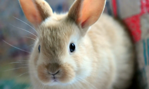 最聪明的兔子品种