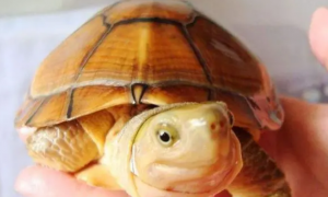 小青龟成体大小