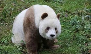 全国唯一的彩色大熊猫