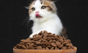 博特菲力猫粮是毒粮吗