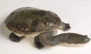 脖子长是什么乌龟品种名字