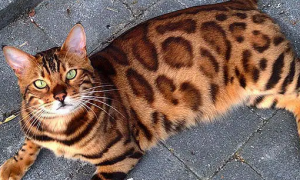 亚洲豹纹猫是保护动物吗