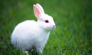 白兔子的外形特点描写
