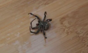家里有大蜘蛛可以打死吗