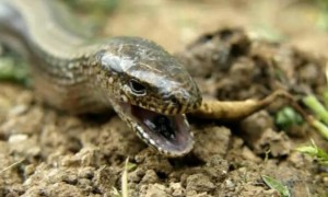 帝王蛇蜥是几级保护