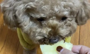 泰迪可以吃菠萝吗