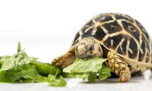 吃菜龟能长多大