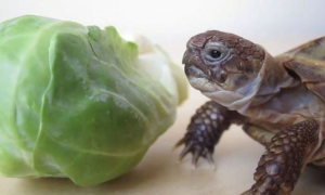 吃菜龟吃什么菜