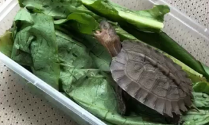 最好养的素食龟