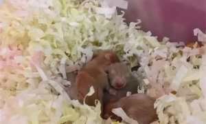 照顾哺乳期的仓鼠应该注意什么？