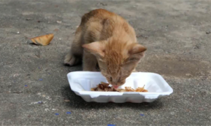 怎么判断猫咪是不是饿了