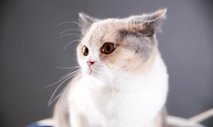猫咪为什么老是掉毛 吃什么减少小猫咪掉毛？