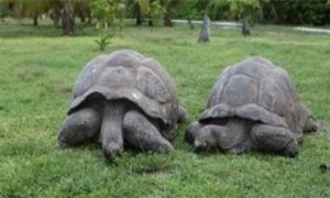 世界上最大的水龟排名：世界最大的十大乌龟，你知道吗？