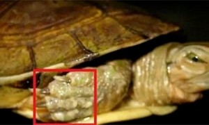 乌龟常见疾病和治疗传说级教程