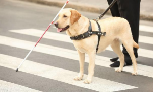 导盲犬可以进入任何公共场所吗