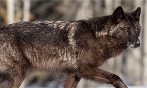 北美灰狼和人的比例图