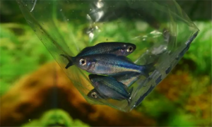 蓝美人鱼繁殖能力强吗