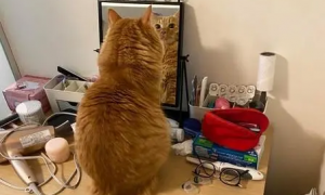 自恋猫被自己帅到，镜子照半小时，似乎迷上了自己的美貌！