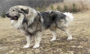 高狼犬是个什么品种