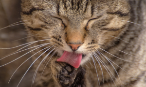 猫舌头的“倒刺”，除了当吸管，还有这些妙用。
