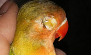 黄桃鹦鹉眼疾发炎图片