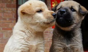 中国国犬是什么品种的狗