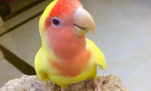 黄桃鹦鹉有黑眼和红眼吗