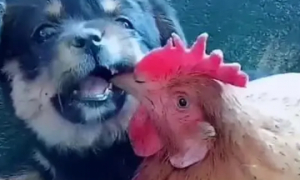 鸡跟狗在一起谁最倒霉