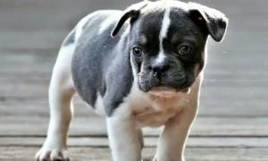 黑白花狗狗是什么品种