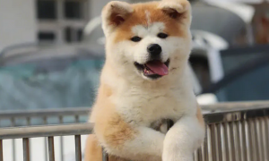 日本有什么犬